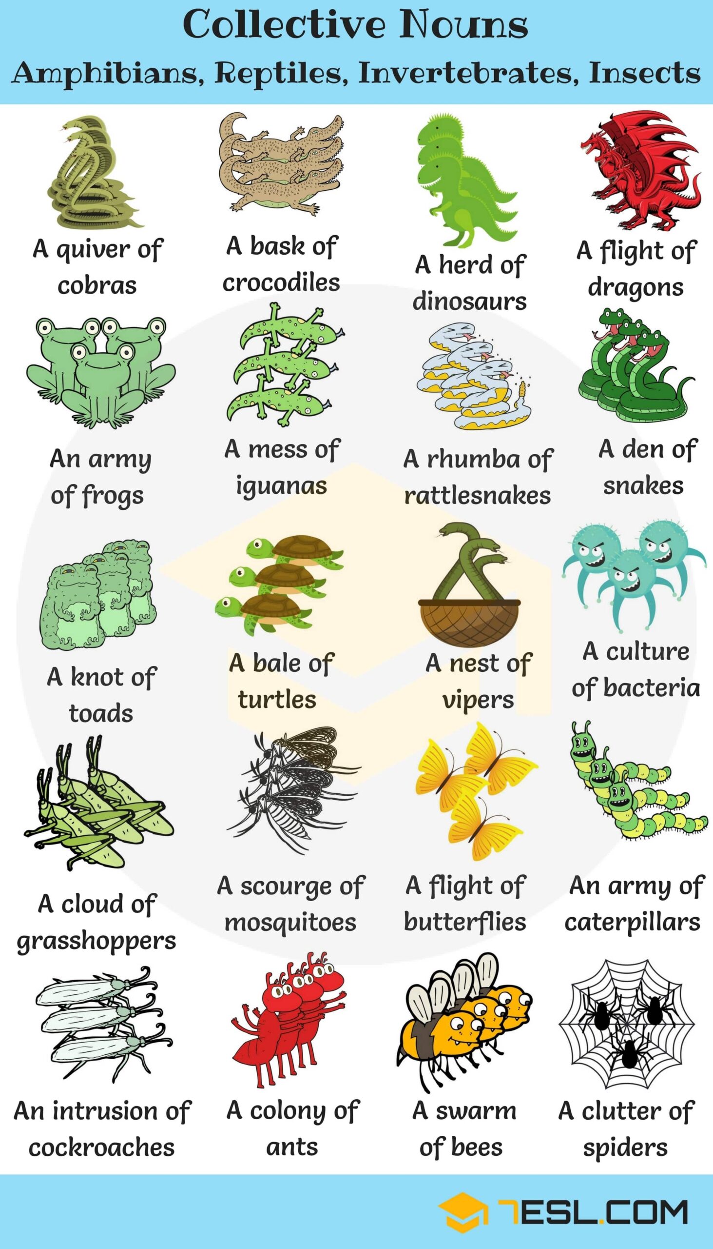 collective nouns of animals