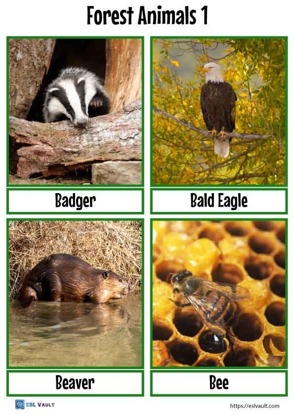 36 Free Forest Animals Flashcards PDF ESL Vault