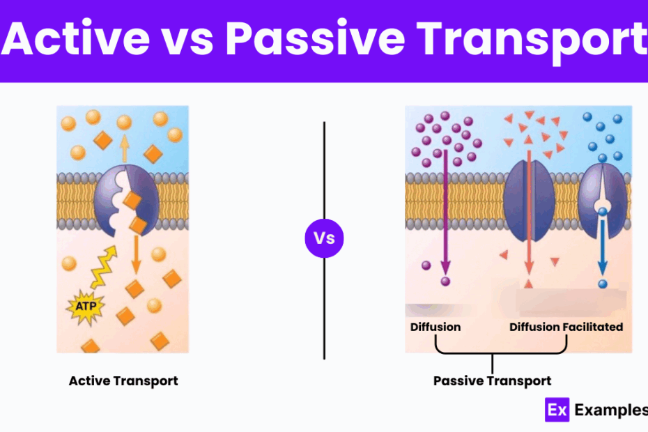 Active Vs Passive Transport Understanding Cellular Transport Mechanisms