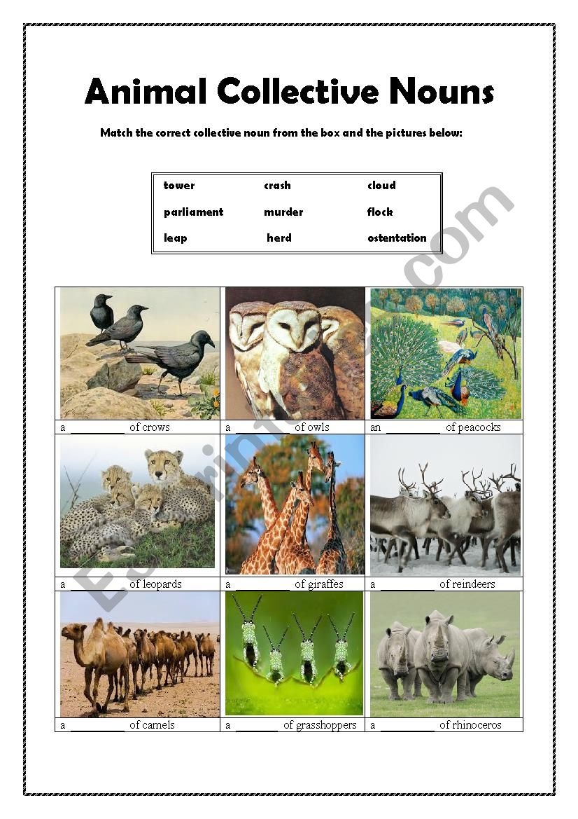 Animal Collective Nouns 2 ESL Worksheet By Stabler