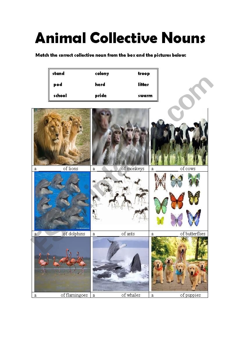 Animal Collective Nouns ESL Worksheet By Stabler