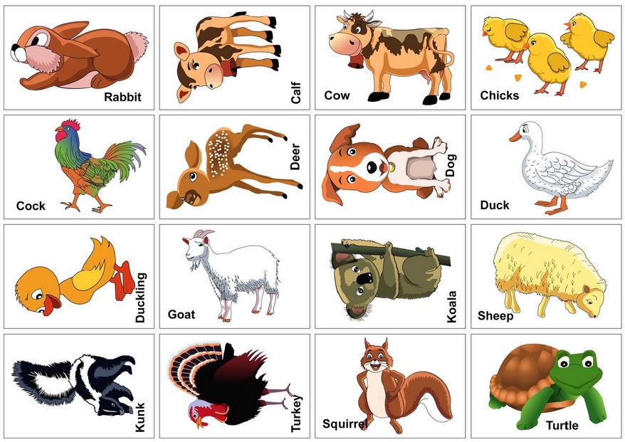 Animal Flash Cards Printable
