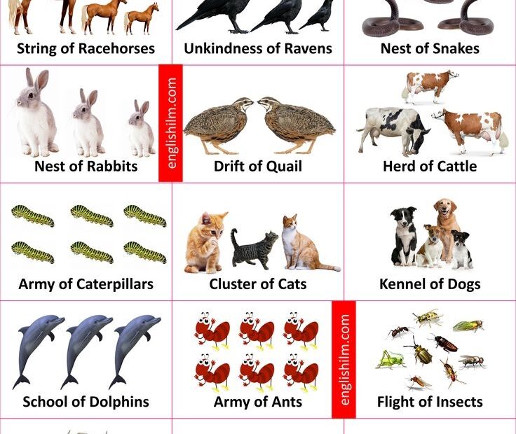 Animal Group Names Collective Nouns For Animals With Images