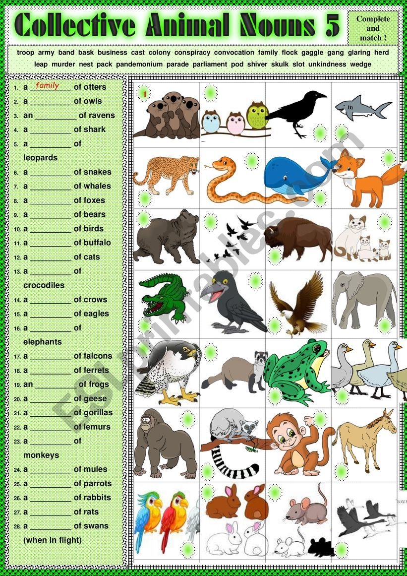 animal collective nouns