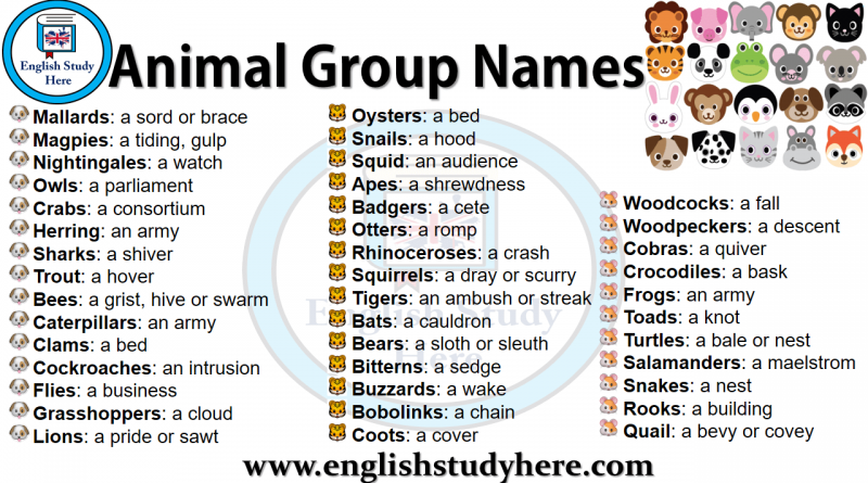 animal group collective nouns
