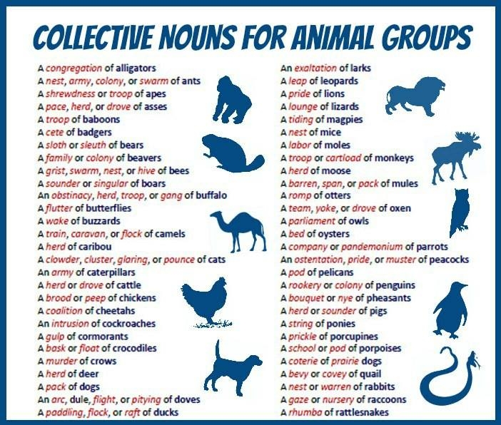 Collective Nouns For Animal Groups English Learn Site