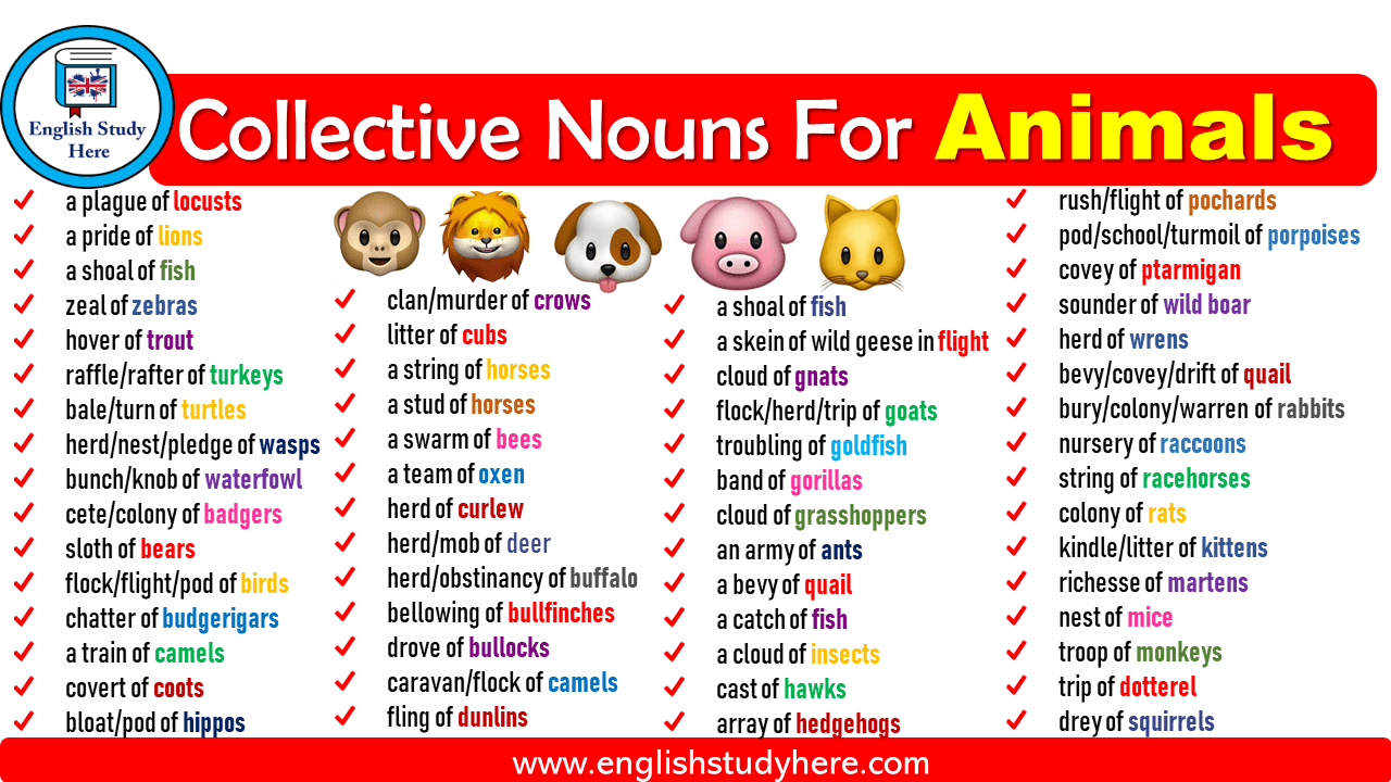 Collective Nouns For Animals English Study Here
