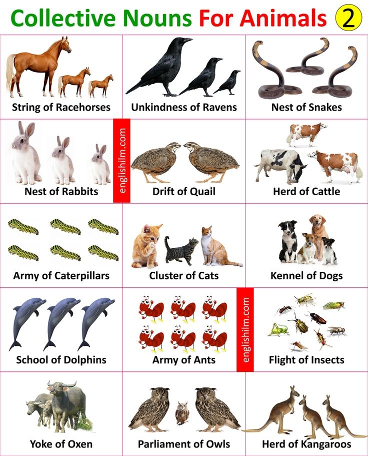 Collective Nouns For Animals In English