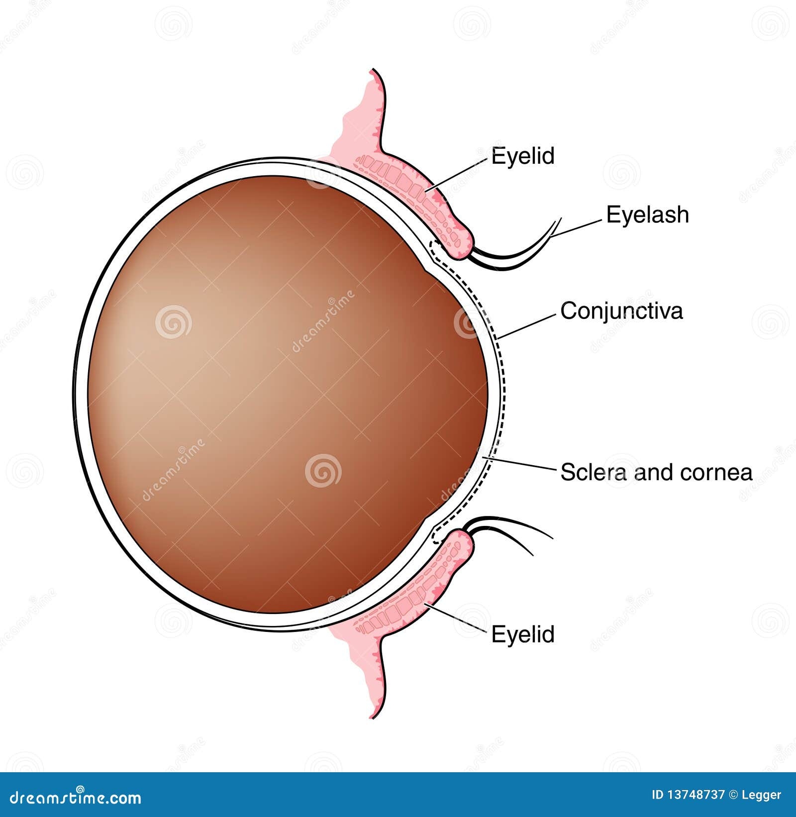 Conjunctiva Of The Eye Royalty Free Stock Photography Image 13748737