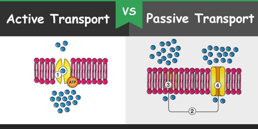 difference between passive and active