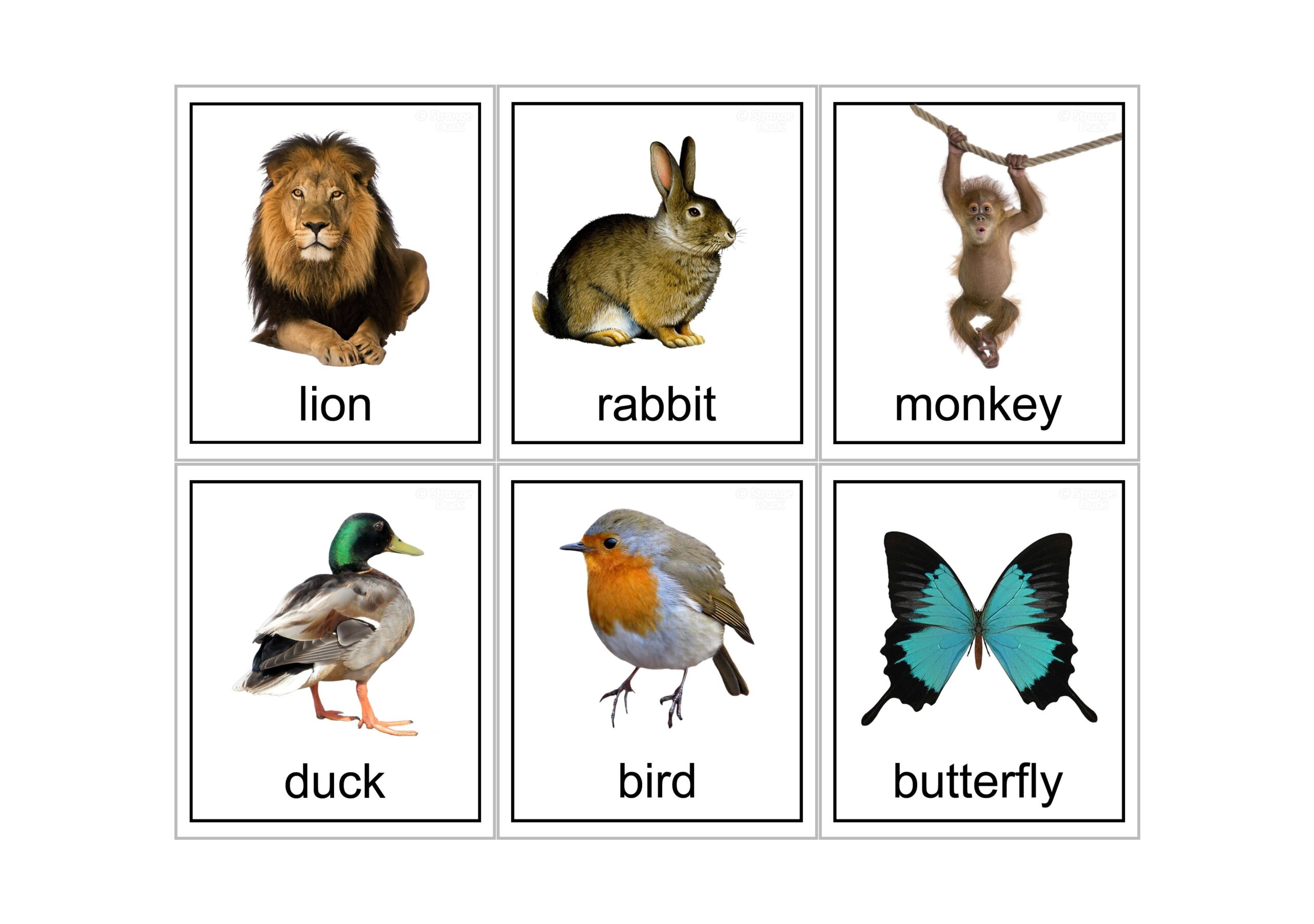 real animal flash cards