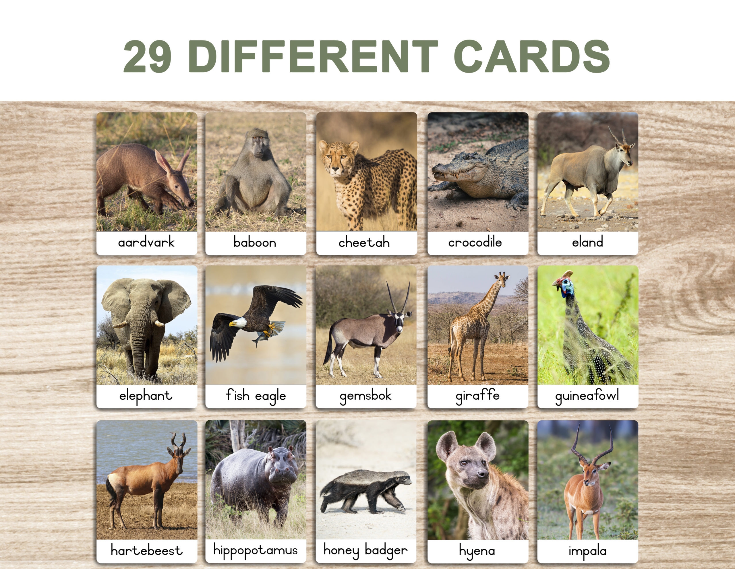 Jungle Animals Flash Cards Printable Cards Flashcards Vrogue co