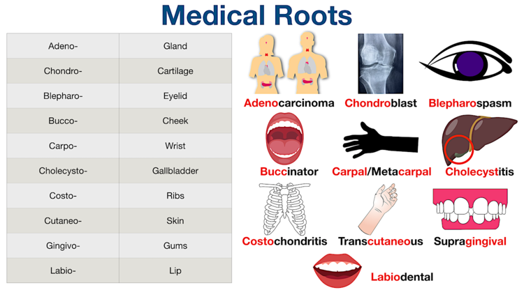 Medical Billing And Coding Medical Terminology Blepharospasm Root 