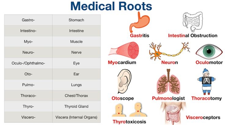 medical terms prefix and suffix