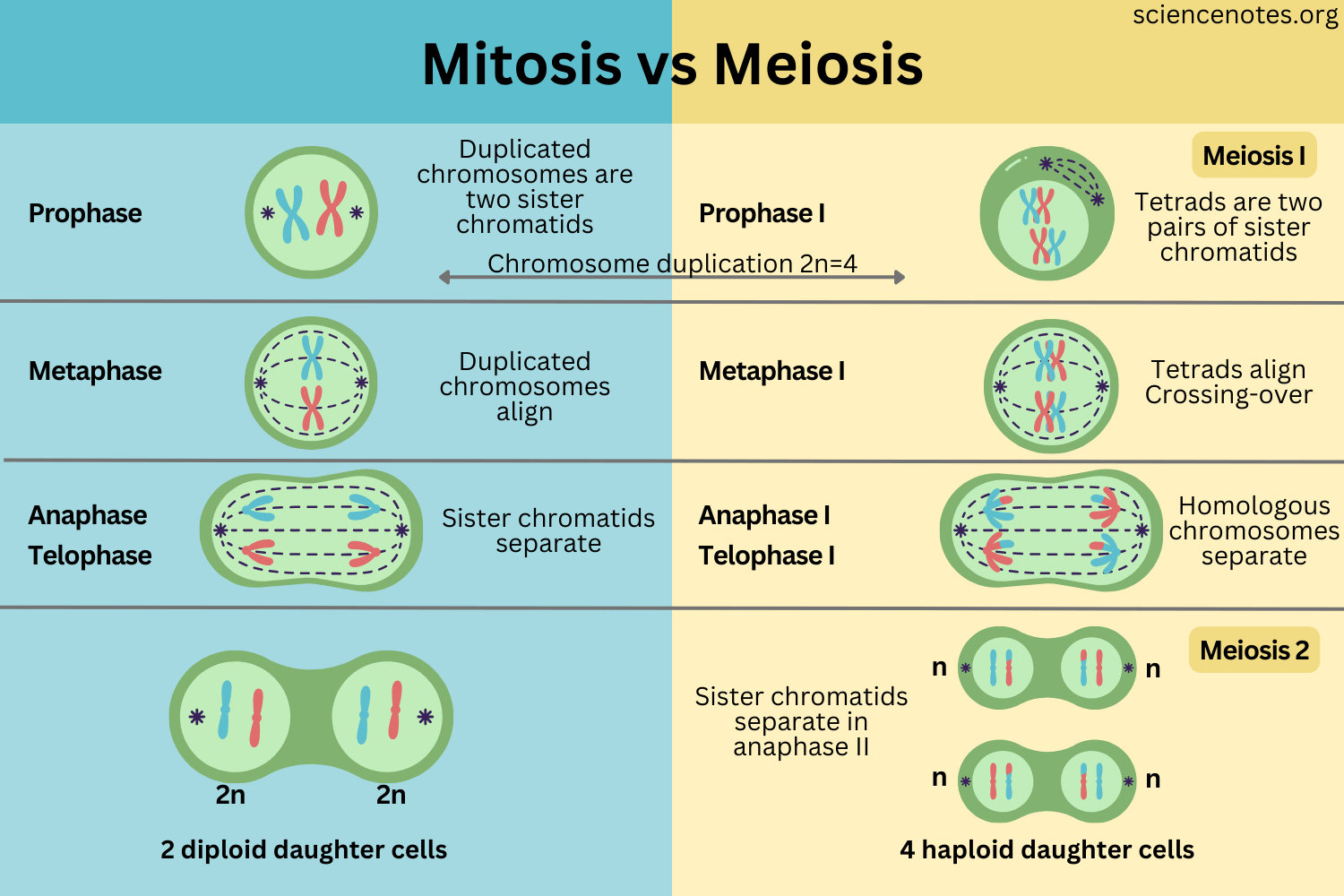 Mitosis Vs Meiosis