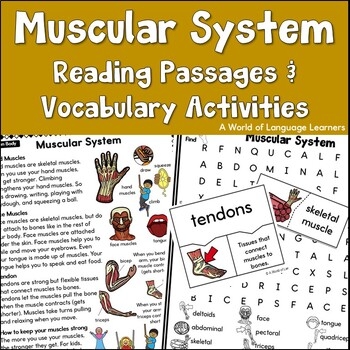 Muscular System Reading Passages And Vocabulary Practice Activities
