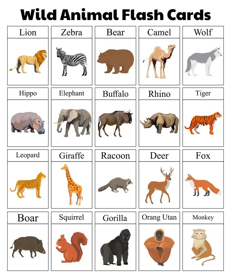 Printable Wild Animal Flash Cards