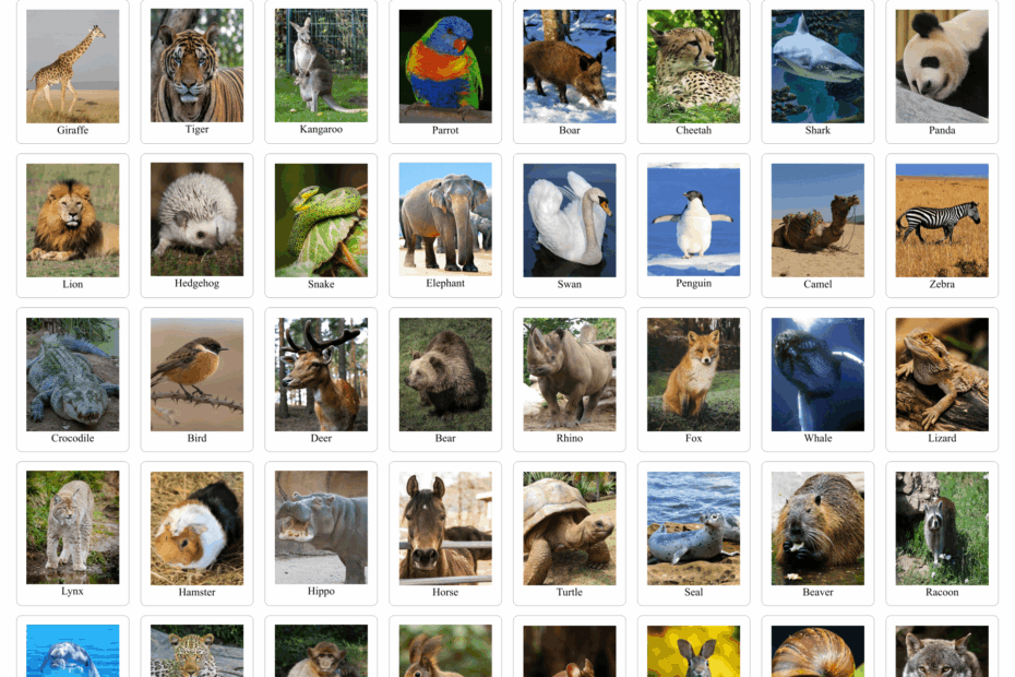 Real Animal Flash Cards