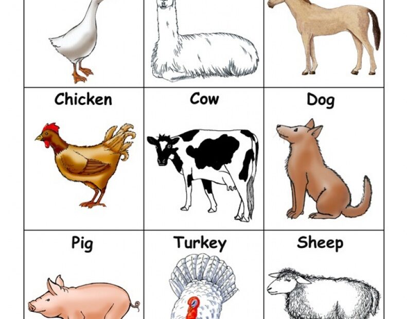 Real Animal Flash Cards Printable Free Free Printable Card