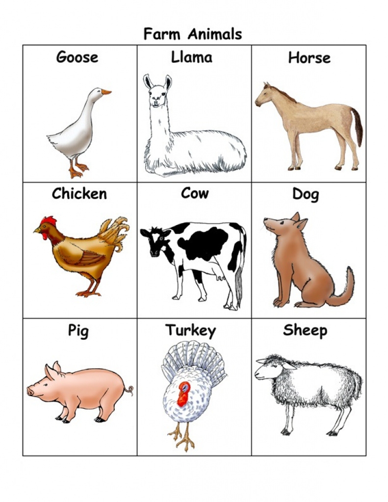 Real Animal Flash Cards Printable Free Free Printable Card