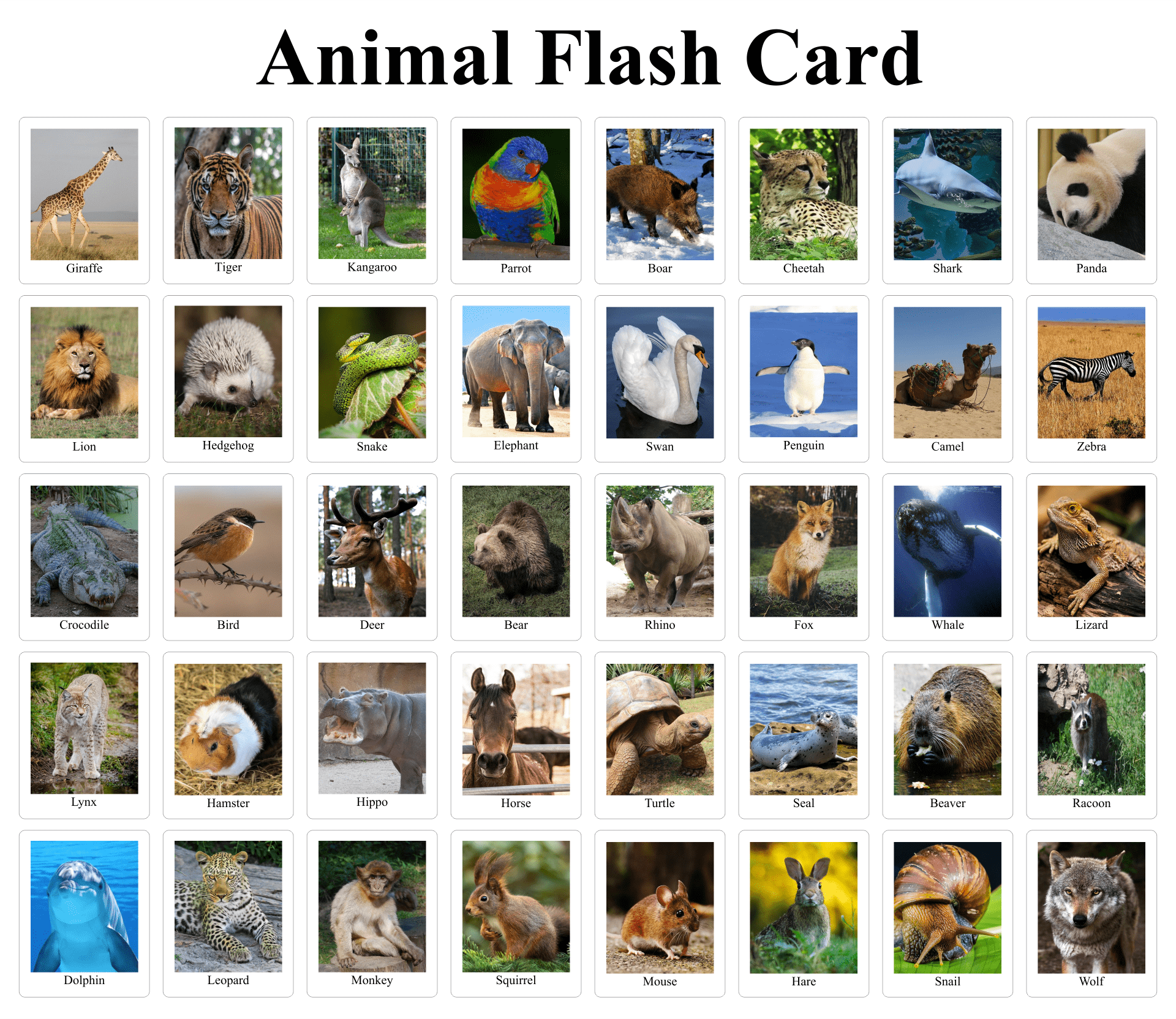 Real Animal Flash Cards