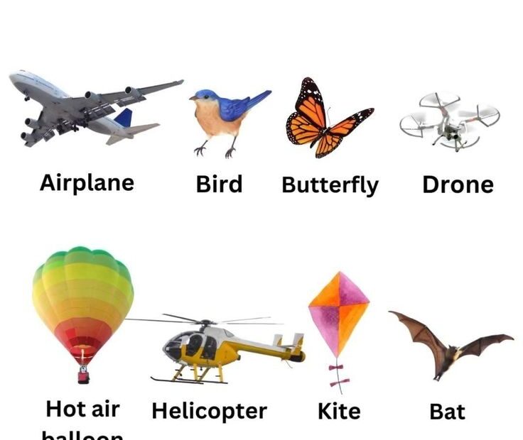 Things That Fly Discover Various Objects And Creatures That Can Fly