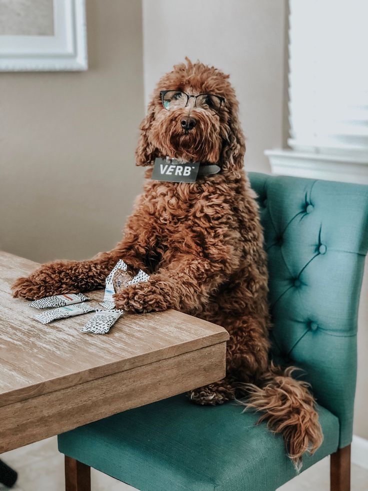 Verb Energy Energy Bars Energy Verb