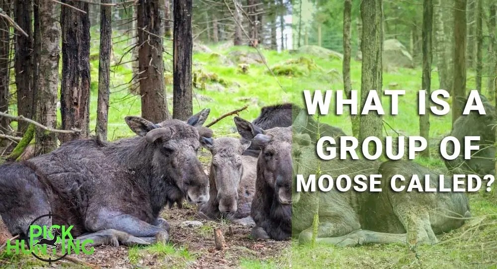 What Is The Pluaral Noun Of Moose Moose Wiktionary Nouns Remaining 