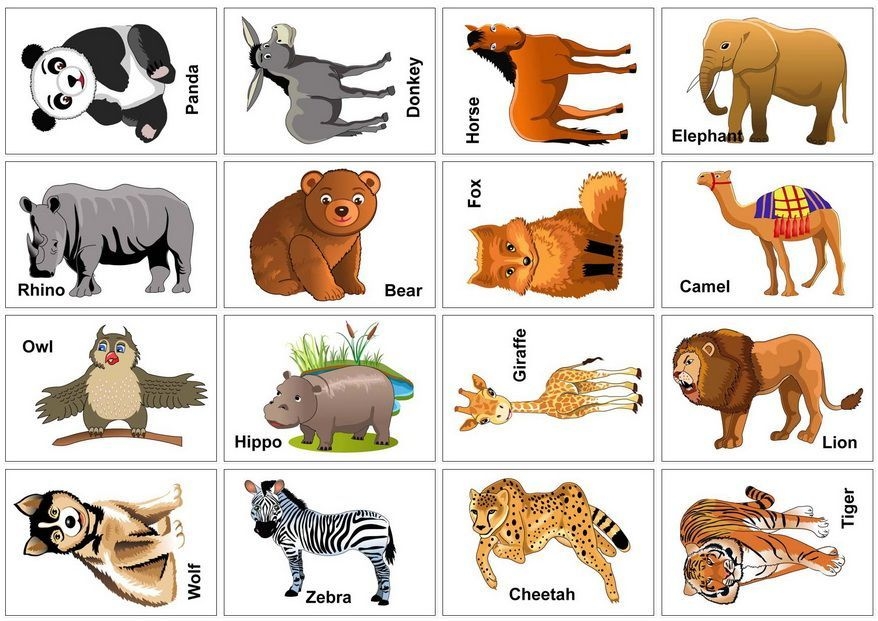 Wild Animal Flash Cards Printable For Kids